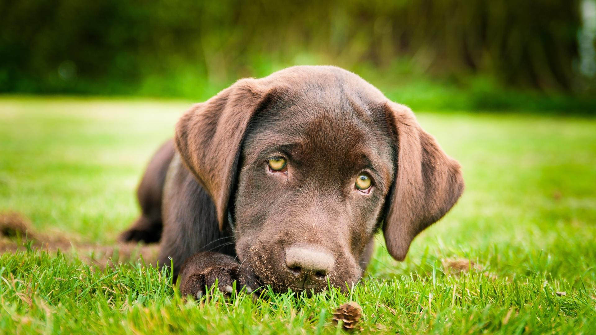 Yavru Köpek Eğitimi Nasıl Verilir? Evde Köpek Eğitimi İstanbul