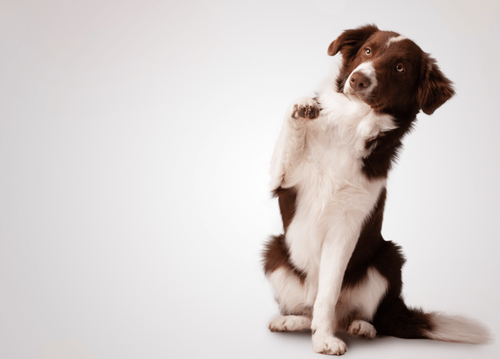 Köpek Eğitimi Önemlidir! Evde Köpek Eğitimi İstanbul