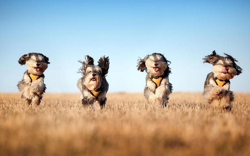Köpek Cinsleri Size Uygun Köpek Cinsini Bulun Evde Köpek Eğitimi