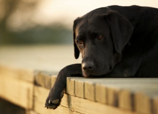 Labrador Retriever Özellikleri ve Eğitimi