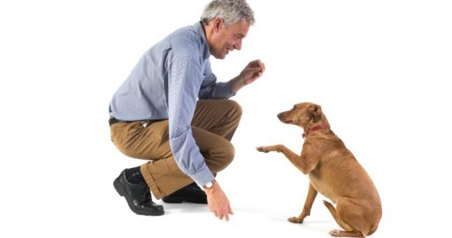 köpek eğitimi