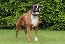 Boxer Köpek Eğitimi Nasıl Verilir boxer köpek eğitimi