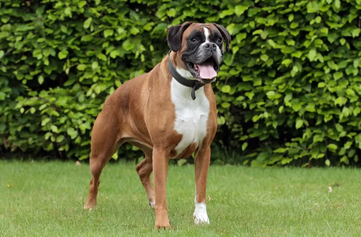 Boxer Köpek Eğitimi Nasıl Verilir boxer köpek eğitimi