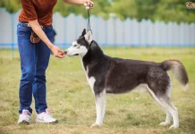 Husky Köpek Eğitimi köpek eğitimi huskyy