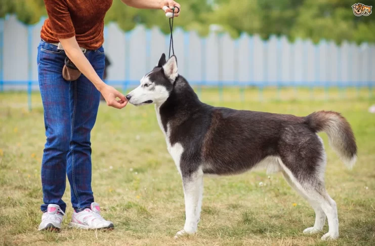 Husky Köpek Eğitimi köpek eğitimi huskyy
