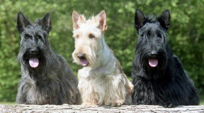 Terrier İskoç Köpek Eğitimi