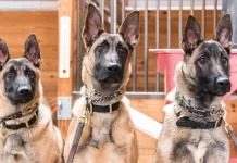 Eğitimli Köpek Satışı Eğitimli Köpek Satışı