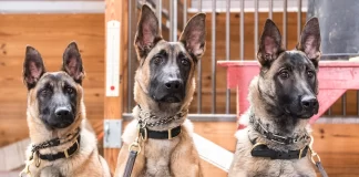 Eğitimli Köpek Satışı Eğitimli Köpek Satışı