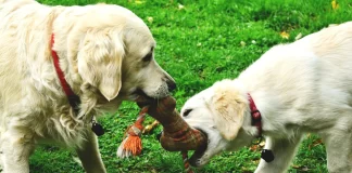 Maltepe Köpek Pansiyonu Fiyatları maltepe köpek pansiyonu