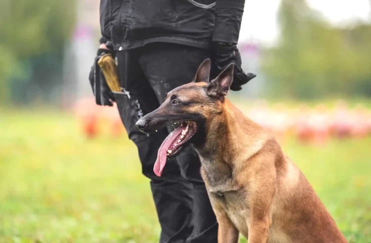 Köpek Eğitimi Beykoz Merkez köpek eğitimi beykoz