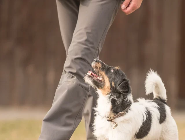 Profesyonel Köpek Eğitim İstanbul profesyonel köpek eğitimi