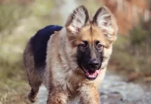 Yavru Köpek Eğitimi ve Besleme yavru köpek eğitimi