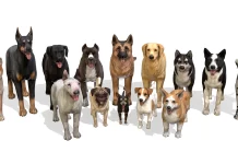 Köpek ve İnsanlar Nasıl Bir Bağ Kurmalı köpek