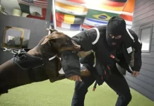 Büyük Irk Köpeklerde Koruma Eğitimi köpekkorumaegitimi