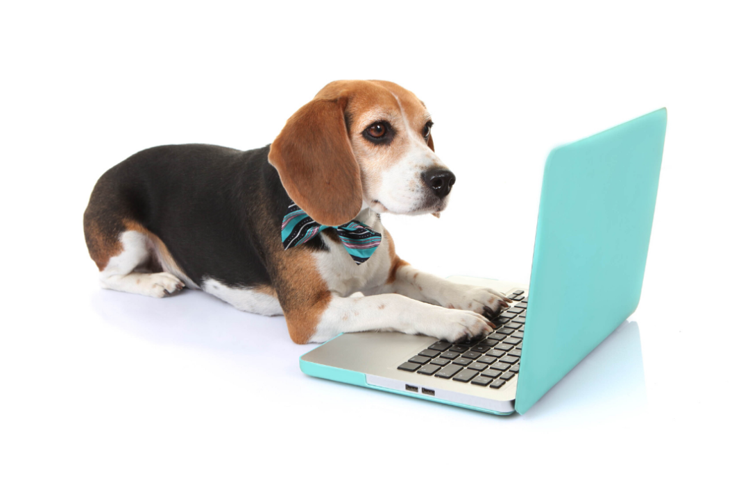 online köpek eğitimi