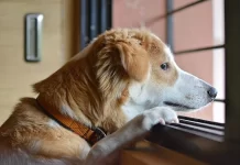 Güvenilir Köpek Pansiyonu Nasıl Olmalıdır Güvenilir Köpek Pansiyonu