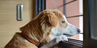 Güvenilir Köpek Pansiyonu Nasıl Olmalıdır Güvenilir Köpek Pansiyonu