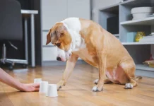 Evde Köpek Eğitimi Püf Noktaları Evde Köpek Eğitimi Püf Noktaları