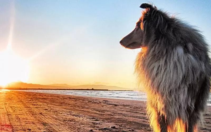 Köpek Bakımı Nasıl Yapılır? kopek-bakimi