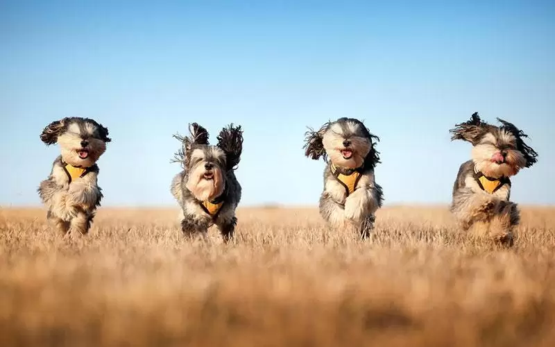 Köpek Cinsleri – Size Uygun Köpek Cinsini Bulun kopek-cinsleri