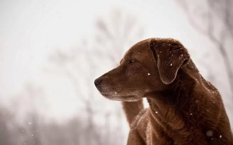 Köpek İsimleri – Köpeğiniz İçin Mükemmel İsmi Bulun kopek-isimleri