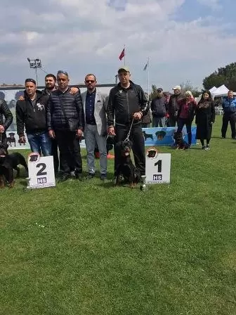 Köpek Eğitimi Collie istanbul