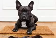 French Bulldog Köpek Eğitimi french