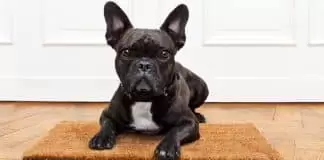 French Bulldog Köpek Eğitimi french