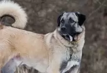 Çoban Köpeği Eğitimi Veren Yerler coban köpeği