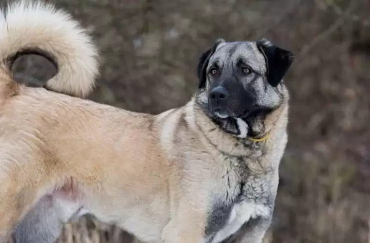 Çoban Köpeği Eğitimi Veren Yerler coban köpeği