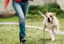 Ümraniye köpek eğitim çiftliği ümraniye