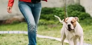 Ümraniye köpek eğitim çiftliği ümraniye