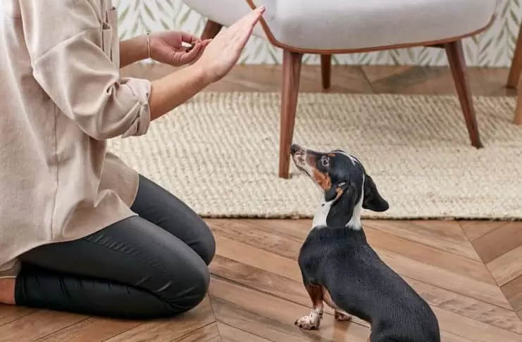 Evde Köpek Eğitimi İstanbul evde kopek egitimiii