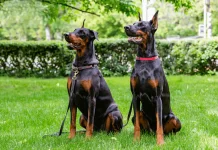 Doberman Köpek Eğitimi Çok Zormudur doberman egitim