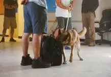 Narkotik Köpek Eğitimi Nerde Nasıl verilir narkotikkopekegitimi