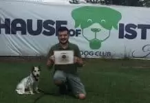 Köpeklerde Temel İtaat Eğitimi Nasıl Verilir