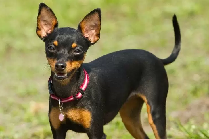 Minyatür Pinscher Köpek Eğitimi Pinscher köpek eğitimi