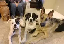 Evde Köpek Eğitimi Fiyatları Nasıl Belirlenir. evdekopekegitimiorg