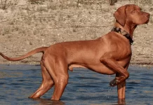 Hauseofistanbul Av Köpeği Eğitiyor Mu? hauseofistanbul av köpeği