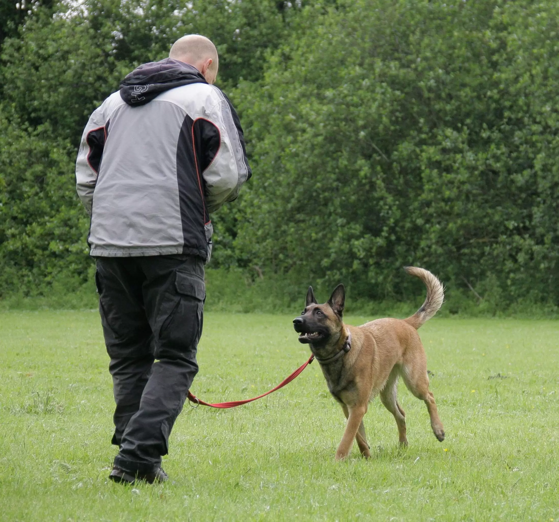 Köpek Eğitimi Merkezi Kaynarca kaynarcakopekegitimi