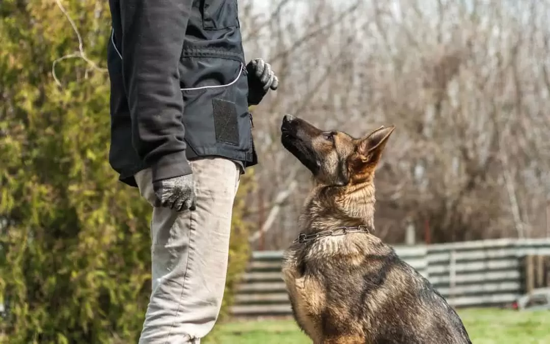 Kozyatağı Köpek Eğitimi Okulu kozyatagıkopekegitimi