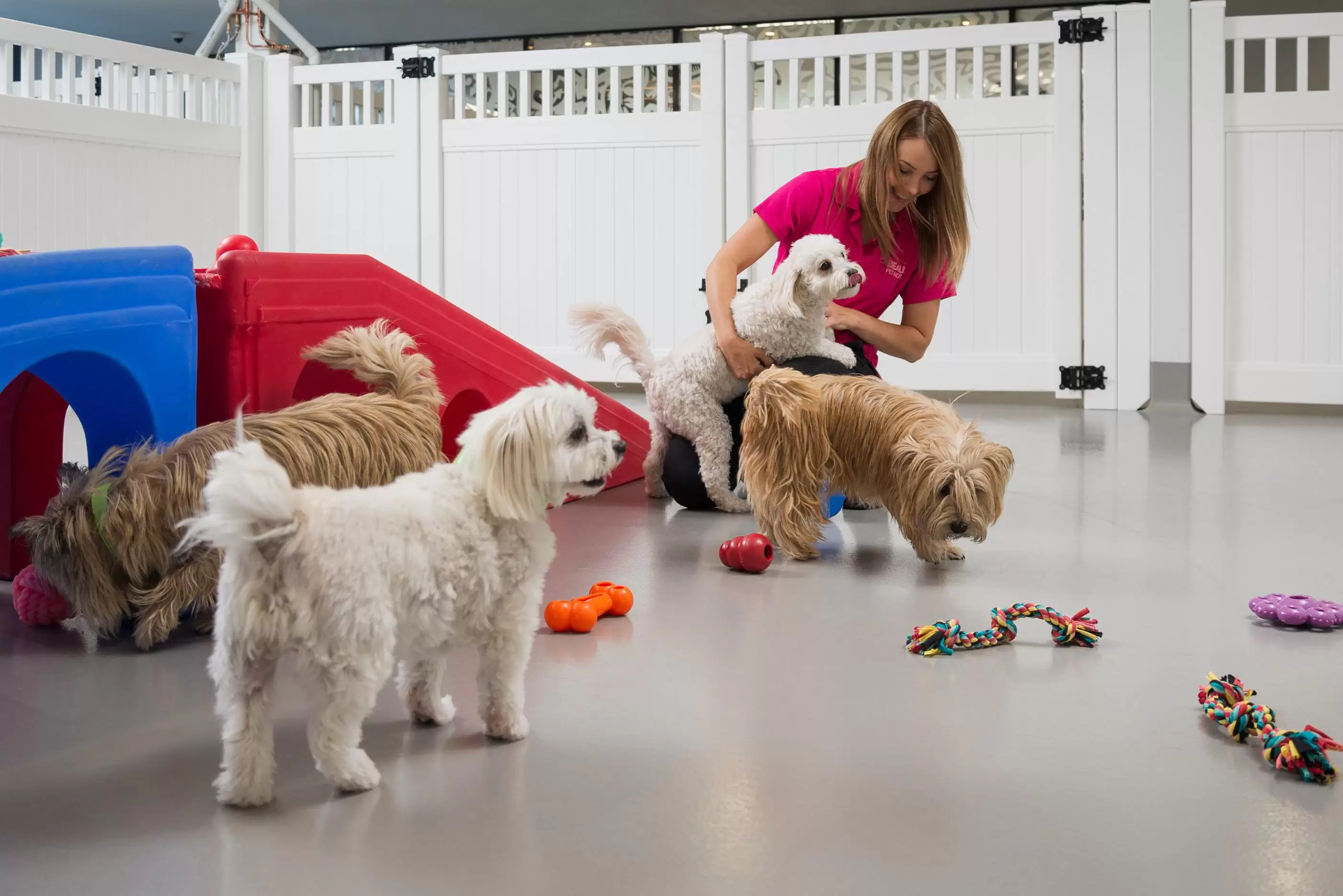 Ümraniye Köpek Oteli Süper Ötesi Hizmeti ümraniye köpek oteli