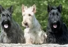 Terrier İskoç Köpek Eğitimi Terrier İskoç Köpek Eğitimi