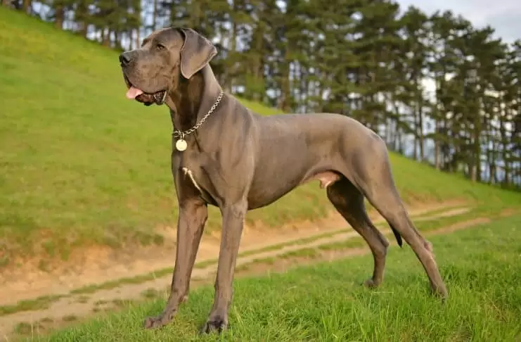 Great Dane Köpek Eğitimi great dane