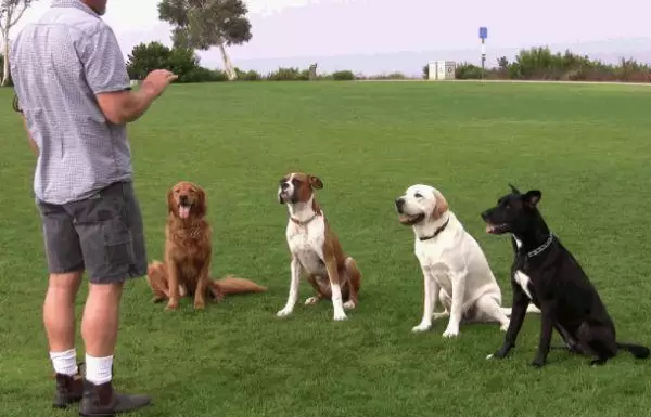 köpek eğitim komutları