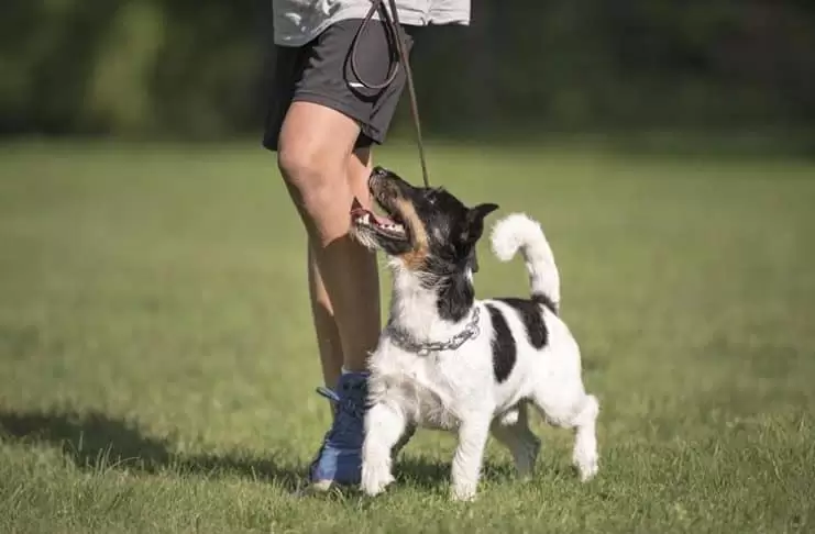 Köpek Eğitimi Hakkında Bilmeniz Gerekenler köpek eğitimi hakkında