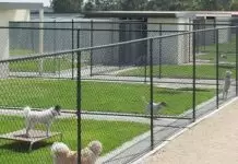 Üsküdar Köpek Pansiyonu köpek pansiyonu