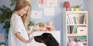 Evde Yavru Köpek Eğitimi evdekopekegitimi
