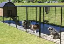 İstanbul Köpek Pansiyonu Nerden Bulabilirim istanbulkopekpansiyonu