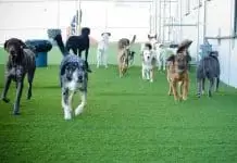 Köpek Oteli köpek oteli